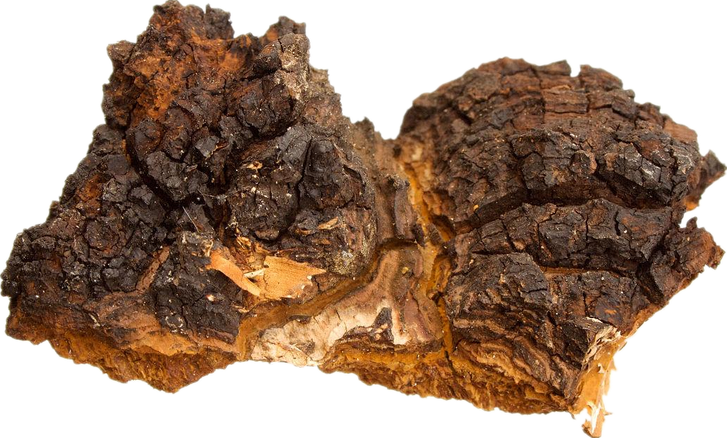 Chaga Mushroom Extract