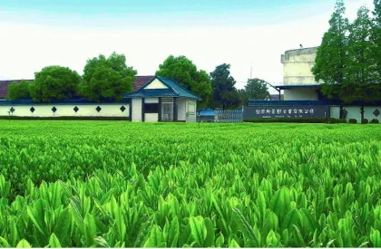 Japanese Bulk Wholesale Steamed GreenTea Bancha