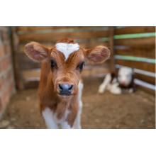 China Active Dry Feed Yeast for Animals Supplier