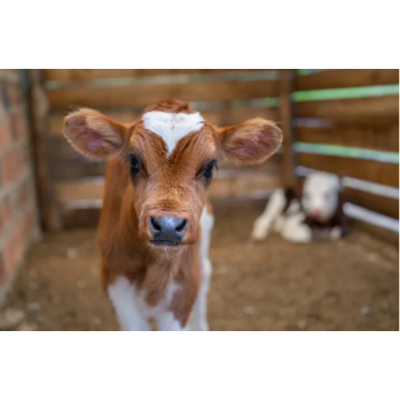 China Active Dry Feed Yeast for Animals Supplier