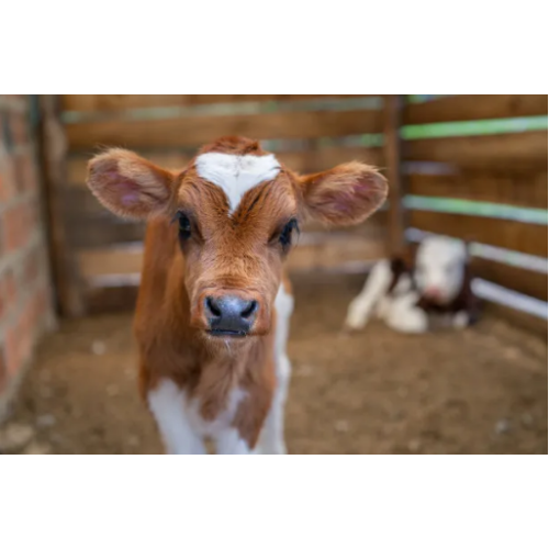 Active Dry Feed Yeast for Animals