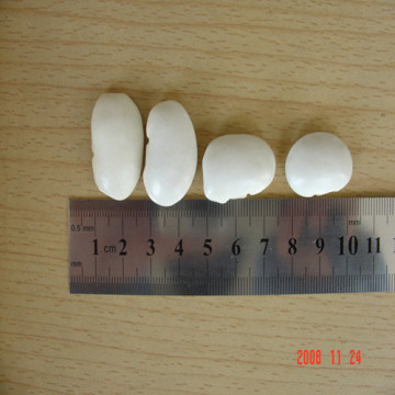 White Kidney Bean with 40-50PCS
