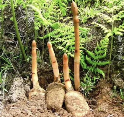 Organic gastrodia tuber / Rhizoma Gastrodiae Wholesale