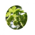 Extrait de houblon végétal Flavonoïdes 5% poudre