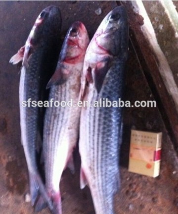 Frozen mullet fish, mullet, Mugil cephalus