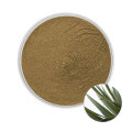 Yucca extract powder yucca extract