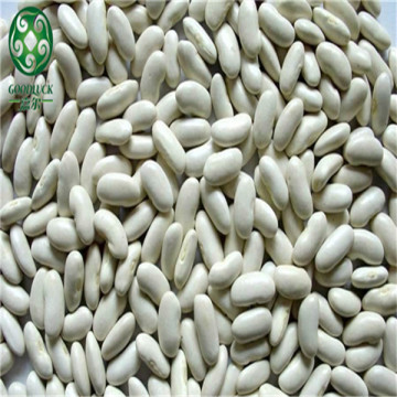 2014 Crop Medium White Kidney Bean
