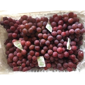 Fresh Good Qulality Red Grape