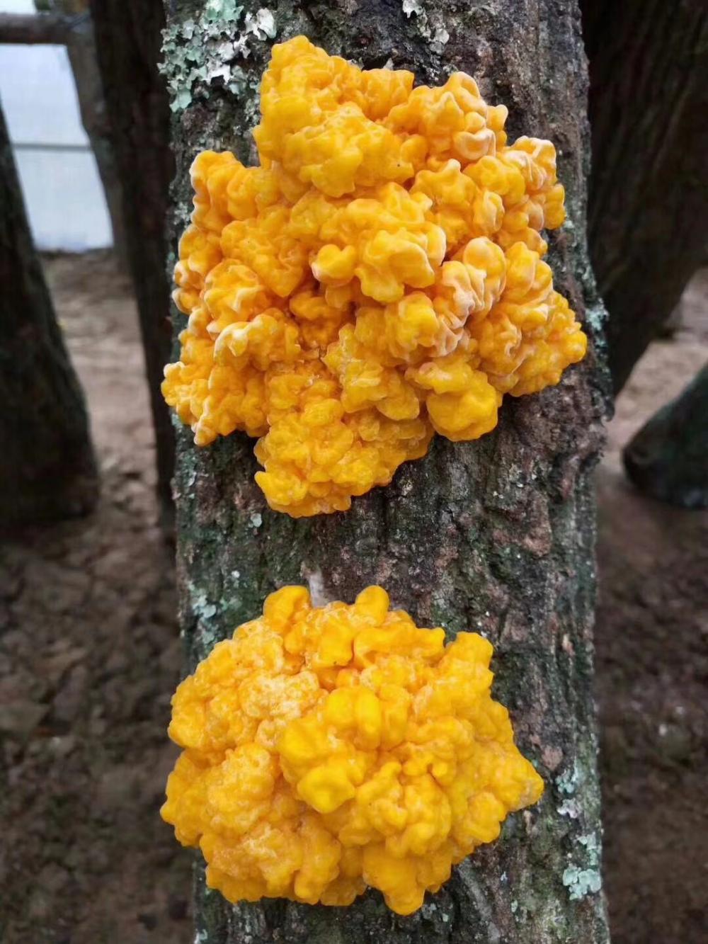 Champignon comestible Séchage à l&#39;air de la pompe à chaleur