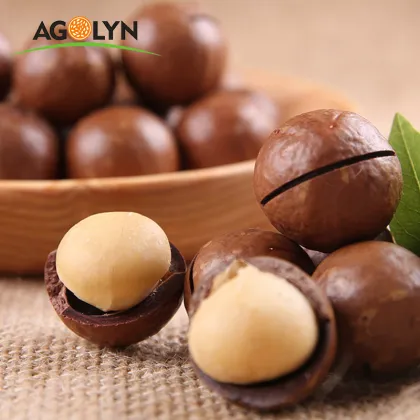 Big Size Roasted Macadamia Nuts In Shell