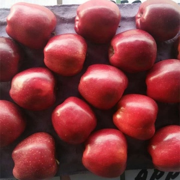 Tianshui wangrun apple round apple wholesale natural round apple