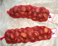 Chestnut segar segar untuk dijual