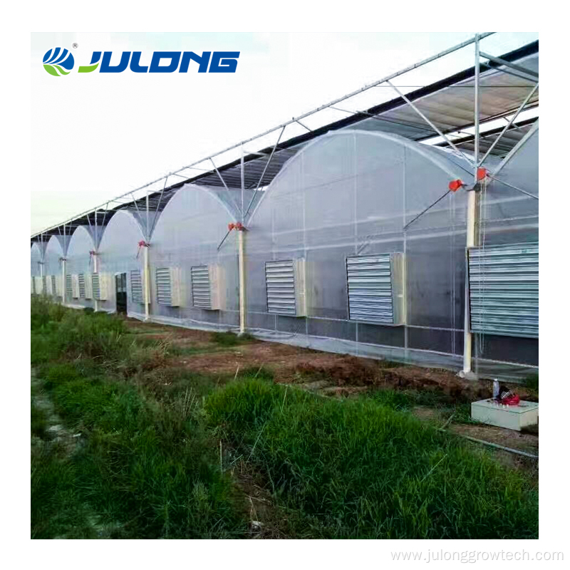 Multi span Tomato film material agricultural greenhouse