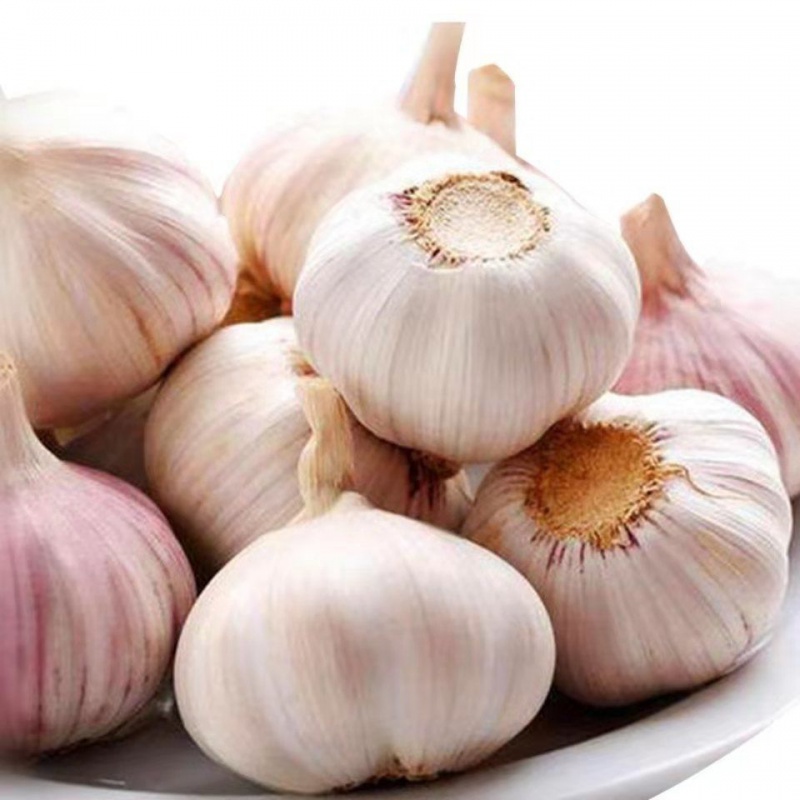 garlic
