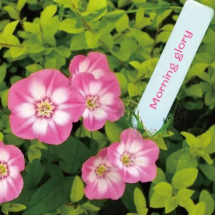 Customizable Plastic Stake Labels for Gardens and Flowers