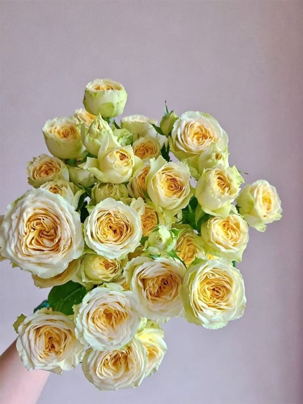 Spray rose Butter Cup1