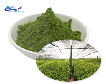 Hot Sale Matcha Organic Matcha Green Tea Powder