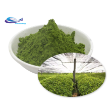 Hot Sale Matcha Organic Matcha Green Tea Powder