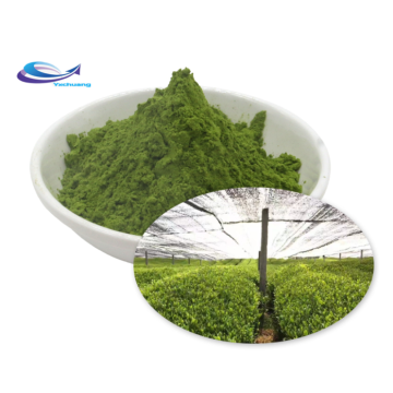 Hot Sale Matcha Organic Matcha Green Tea Powder