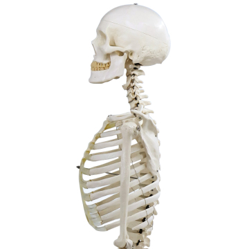 170 cm Modello di insegnamento: modello di scheletro medico dettagliato - Esplorazione dell'anatomia umana anatomica
