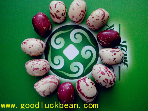 Round shape light speckled kidney beans