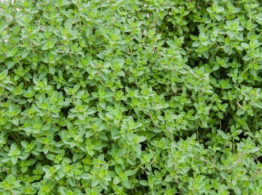 Harga minyak esensial thyme organik murni terbaik