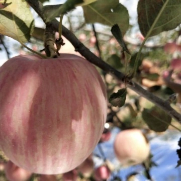 Chinese Pink Lady Red Apples China Manufacturer