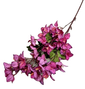 Autumn Silk Bougainvillea Arrivals