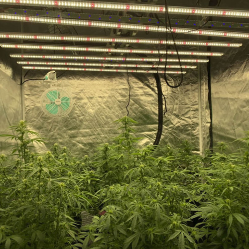 Led Plant Grow Light 800W Free Shipping