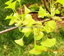 Gingko Biloba P.E.