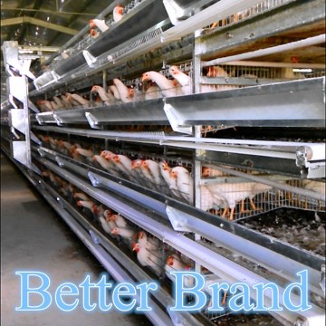 2014 hot-sale H type commercial broiler chicken cages for poultry farm(Factory price)