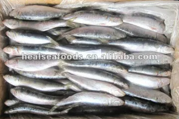 Frozen Whole Round Sardine Fish