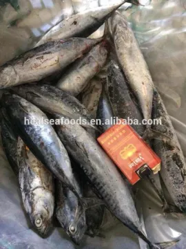 Frozen Bonito Tuna fresh fish