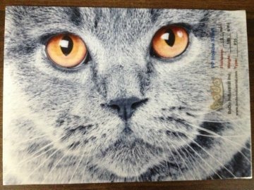 Large Size Digital PP Corrugated Sheet UV Printer (Colorful 1325)