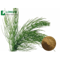 Longze Direct Provide Horsetail Extract Equisetum arvense