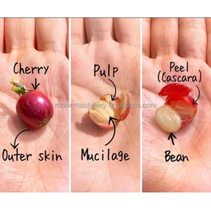 Moxin Farm Use Electric Coffee Bean Pulper for Sale