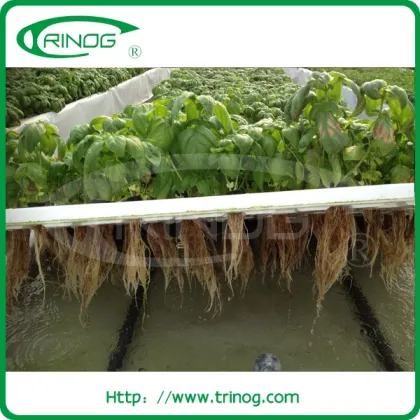 NFT hydroponics system for herb