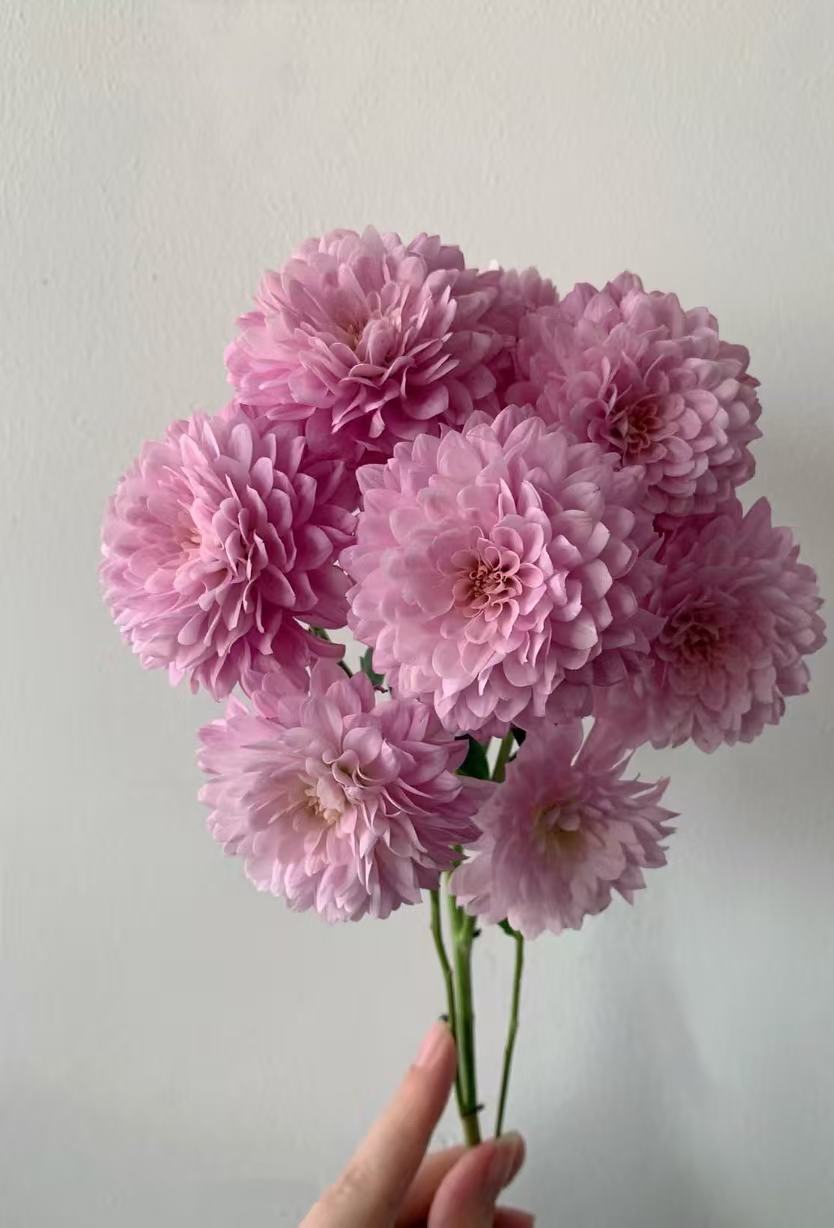 Spray chrysanthemum with rhododron powder