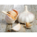 উন্নতমানের সাদা রসুনের পাইকারি দাম