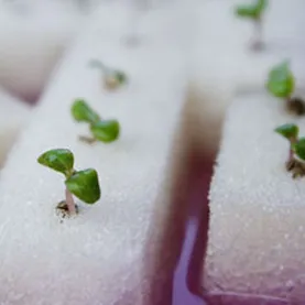 Low Formaldehyde Eco-friendly Green Plant Foam