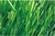 Durable olive type soccer artificial grass