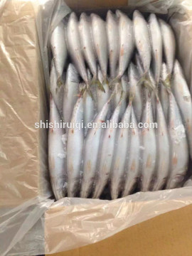 Froen Pacific Mackerel price 300-500g