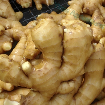 2018 New  Season  Fresh Fat Ginger