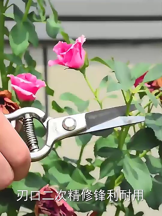 Factory Outlet Bonsai Plant Branches Bypass Pruner SK5 Pruning Shears Orchard Gardening Hand Tools Garden Scissors
