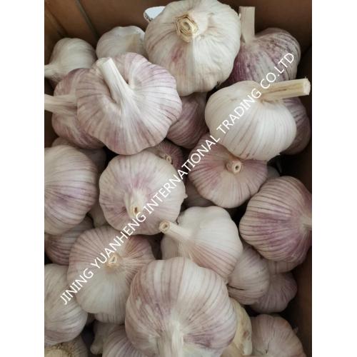 KNOBLAUCH IN MESCHTASCHE VERPACKT