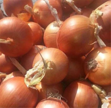 2019 top selling yellow onion
