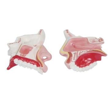 Darhmmy Human Nasal Cavity Anatomical Teaching Model for Medical Science