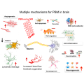 SUYZEKO 810 NM Photobiomodulación Infrareomodulación Neuro Terapia Transcranial Fotobiomodulación