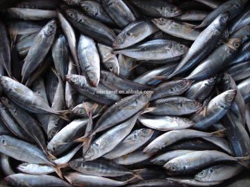Frozen Horse Mackerel Price 16-20cm 20-25cm 25cm Up