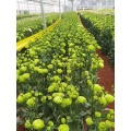 প্রিমিয়াম গ্রিন ফ্রেশ কাট ফ্লাওয়ার Lisianthus পাইকারি